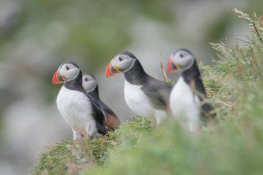 Faroe Adası Mykines 'deki Kuzey Atlantik martinilerinden Rookery, yaz sonu, yakın plan.