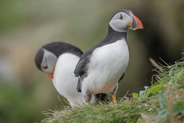 Faroe Adası Mykines 'deki Kuzey Atlantik martinilerinden Rookery, yaz sonu, yakın plan.