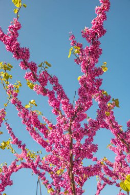 Doğu Kızıltomurcuğunun pembe çiçekleri küçük dekoratif ağaç namı diğer Japon kirazı veya sakura baharın sonlarında, Almanya