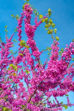 Doğu Kızıltomurcuğunun pembe çiçekleri küçük dekoratif ağaç namı diğer Japon kirazı veya sakura baharın sonlarında, Almanya