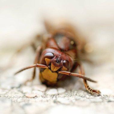 Hornet yakın çekim