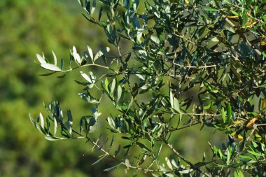 Ligurian çiftliğinde zeytin ağacı.