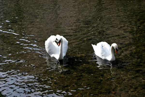 Dos Cisnes Agua Pequeño Canal Mozzanica Bérgamo Lombardía Italia — Foto de Stock