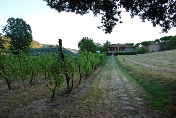 Viñedos y una granja — Foto de Stock