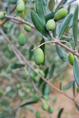Ağaçtaki zeytin meyveleri.