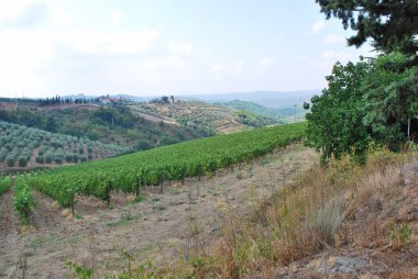 Üzüm bağları ve Chianti manzara - Gaiole in Chianti, Siena, Toskana, İtalya.