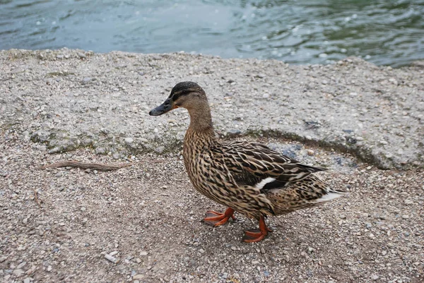 Eine Ente Der Nähe Des Flusses Mincio — Stockfoto