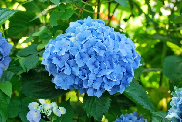 花园里的蓝色绣球花 免版税图库照片