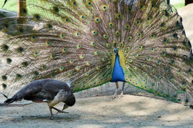 Tavuskuşu Bucci Park - Faenza, Ravenna, Emilia Romagna, İtalya, 23 Nisan 2018.