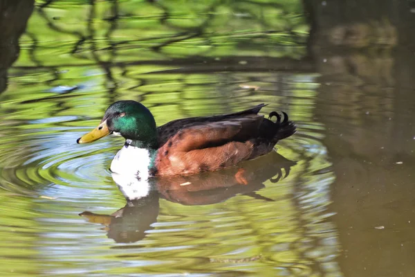 Canard Parc Bucci Faenza Ravenne Emilie Romagne Italie Avril 2018 — Photo