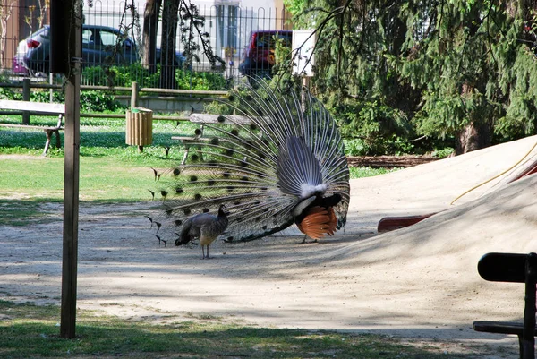 Pavão Bucci Park Faenza Ravenna Emilia Romagna Itália Abril 2018 — Fotografia de Stock