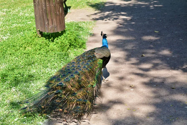 Peacock Park Bucci Faenza Ravenna Emilia Romagna Italië April 2018 — Stockfoto