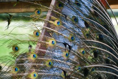 Tavuskuşu Bucci Park - Faenza, Ravenna, Emilia Romagna, İtalya, 23 Nisan 2018.