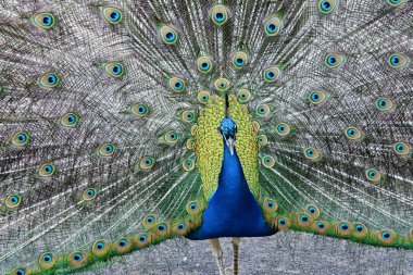 Onun Kuyruk tüyleri erkek tavuskuşu görüntüler.