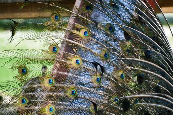 Tavuskuşu Bucci Park - Faenza, Ravenna, Emilia Romagna, İtalya, 23 Nisan 2018.