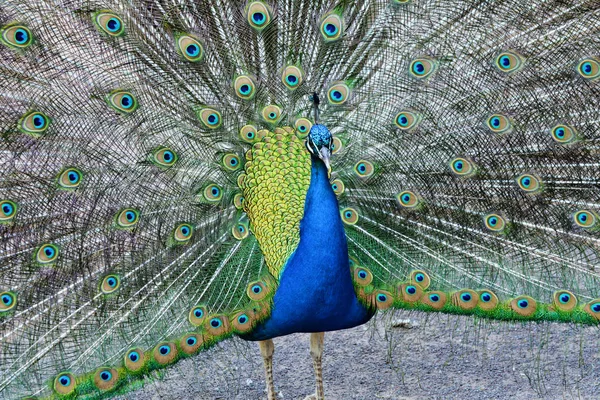 Tavuskuşu Bucci Park - Faenza, Ravenna, Emilia Romagna, İtalya, 23 Nisan 2018.