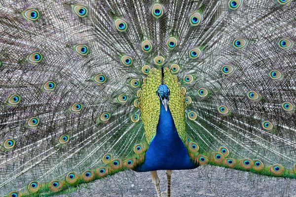 Onun Kuyruk tüyleri erkek tavuskuşu görüntüler.