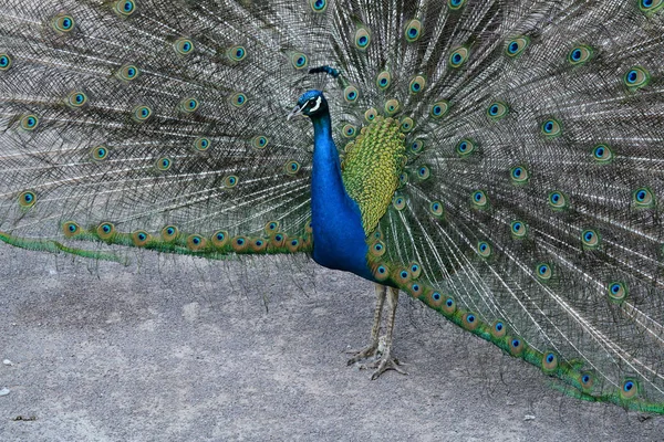 Male Peacock Displays His Tail — Stock Photo, Image