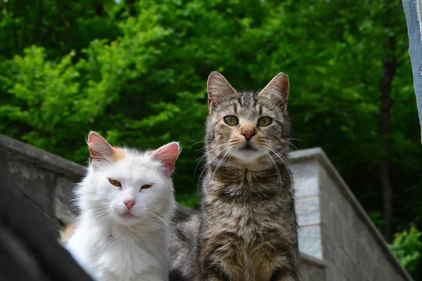 Dascio Como Lombardy Italy May 2015 Couple European Cats — Stock Photo, Image