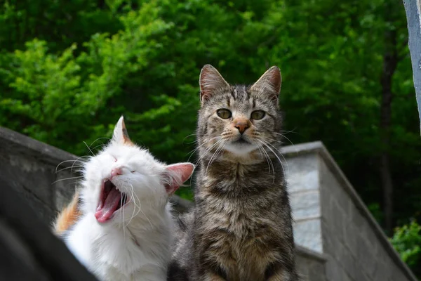 Dascio Como Lombardy Italy May 2015 Couple European Cats — Stock Photo, Image