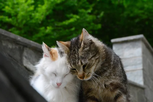 Dascio Como Lombardy Italy May 2015 Couple European Cats — Stock Photo, Image