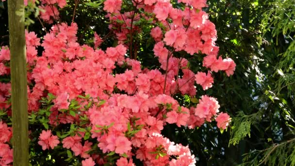 Ein Strauch Rosa Azaleen Blüht — Stockvideo