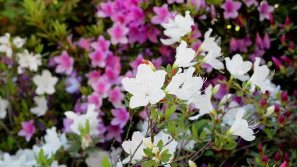 Weiße Und Violette Azalee Blüten — Stockvideo