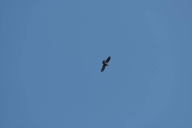 Mavi gökyüzünde uçan kukuletalı bir karga.