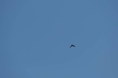 Mavi gökyüzünde uçan kukuletalı bir karga.