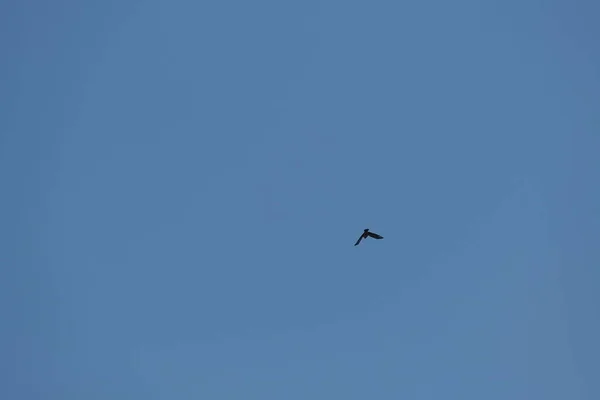 Cuervo Encapuchado Volando Cielo Azul — Foto de Stock