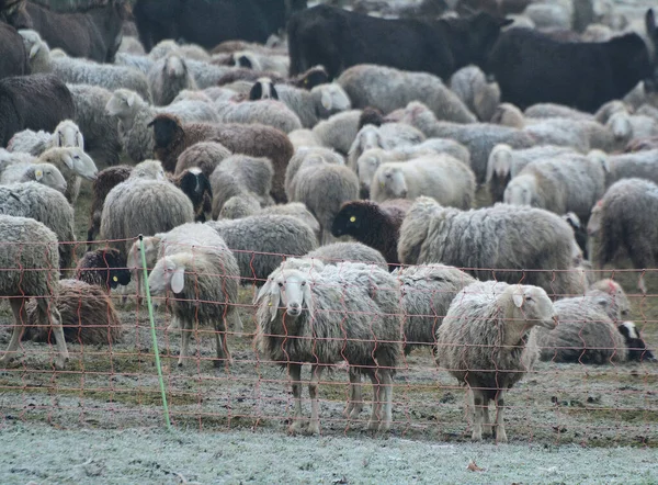 Flock Sheep Meadow — Stock Photo, Image