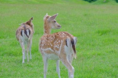 Bir çiftliğin çayırında Fallow geyiği.