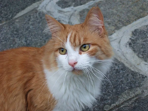 Chat Blanc Rouge Type Norvégien — Photo