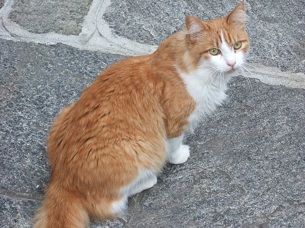 Chat Blanc Rouge Type Norvégien — Photo