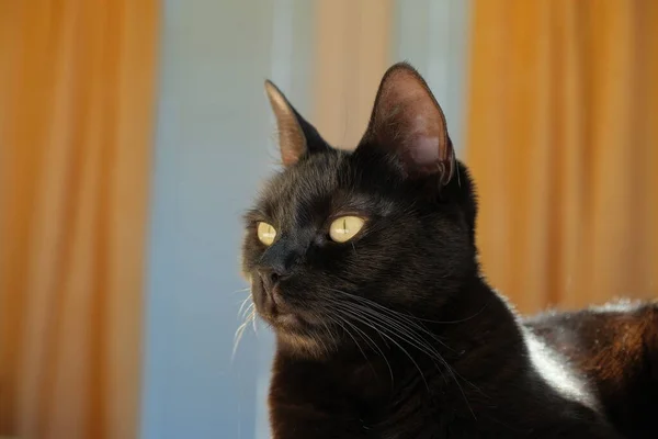 Retrato Jovem Gato Preto — Fotografia de Stock