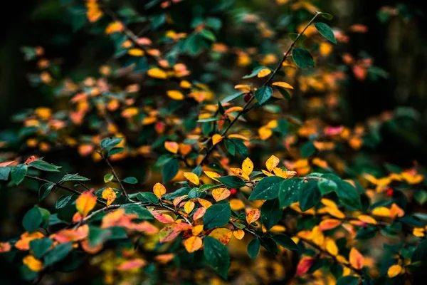 Las hojas amarillas y verdes sobre la rama en invierno . — Foto de Stock