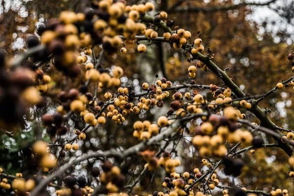 sarı çilek ağacı kışın üzerinde