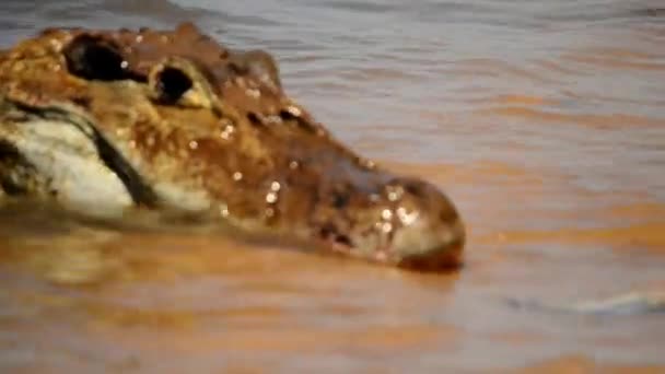 Jacare comendo peixe — Vídeo de Stock