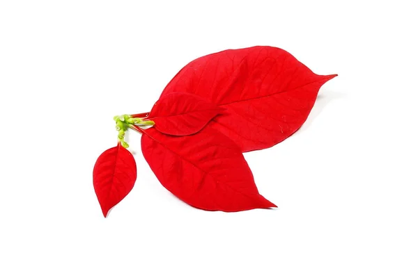 Rote Blätter der Weihnachtsblume — Stockfoto