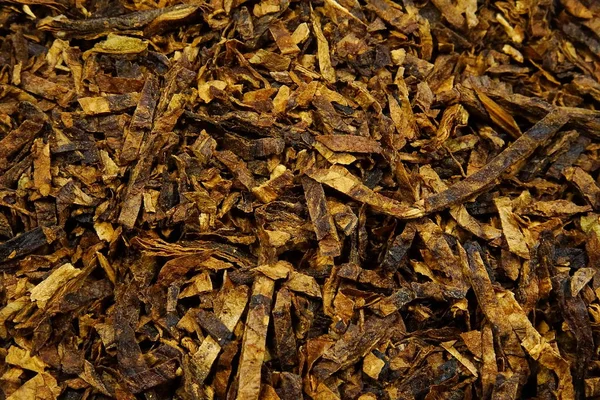 Tabaco Pipa Seca Nicotiana — Foto de Stock