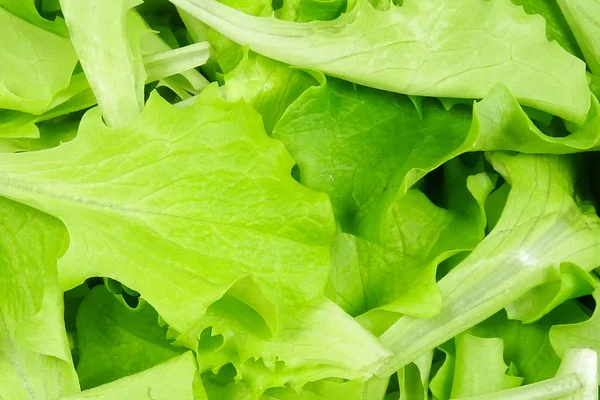 Insalatina Fresh Green Italian Salad — Stock Photo, Image
