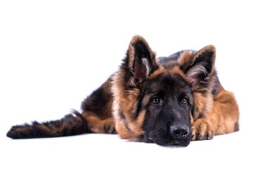 Genç, uzun saçlı Alman kurdu.