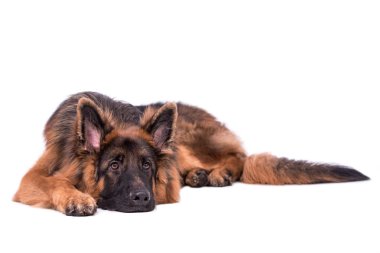 Genç, uzun saçlı Alman kurdu.