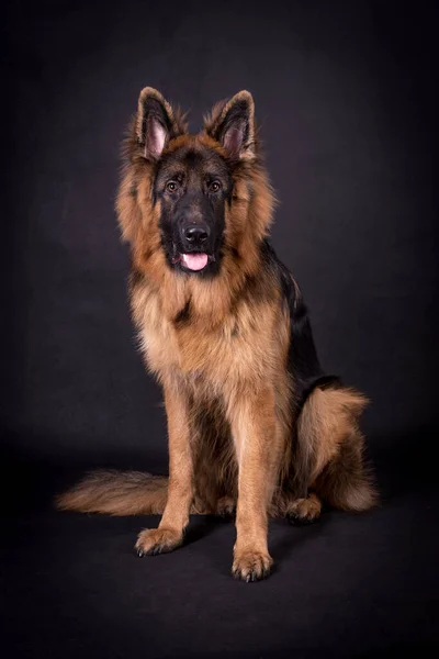 Young Long Haired German Shepherd — Stock Photo, Image