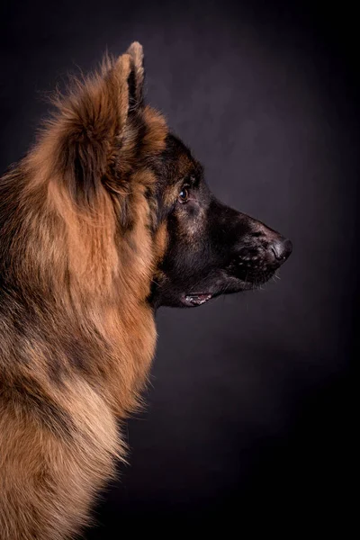 Junger Langhaariger Deutscher Schäferhund — Stockfoto