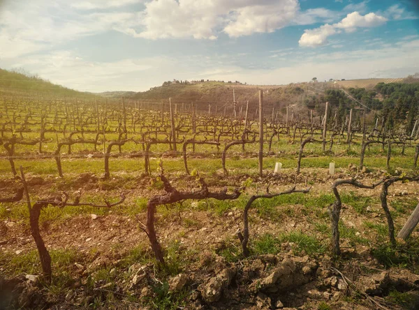 Vineyard i Toscana vid solnedgången — Stockfoto