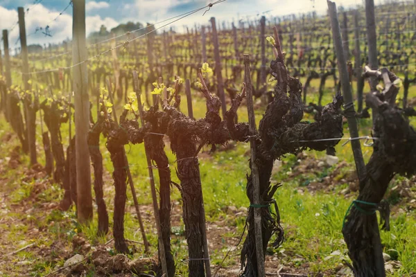 Närbild på vinrankorna i vingården — Stockfoto
