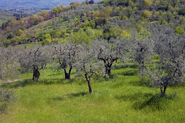 Oliviers sur une colline — Photo