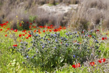 Bahar çayır çiçeği