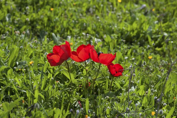 Cluster of wild anemones — Stock Photo, Image